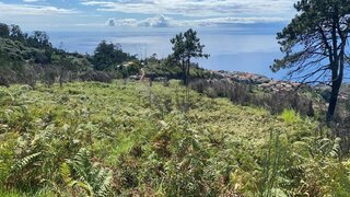 Terreno em Calheta (Madeira)