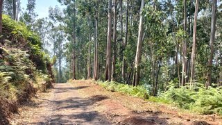 Terreno em Ponta do Sol
