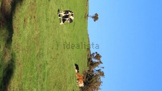 Terreno em Calheta (Açores)