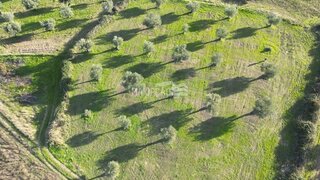 Terreno de 10 000 m² em Bragança