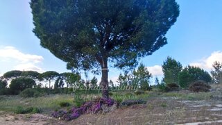 Land for sale in Grândola, Portugal — €2,600,000