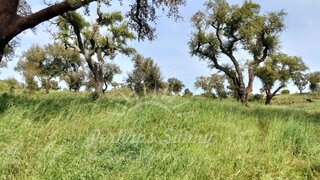 Land for sale in Grândola, Portugal — €380,000