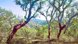Land for sale in Santiago do Cacém, Portugal — €288,000