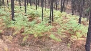 Terreno em Ourém
