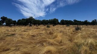 Land for sale in Idanha-a-Nova, Portugal — €80,000