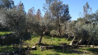 Terreno de 1080 m² em Castelo Branco