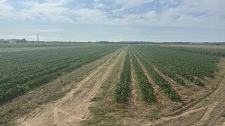 Land for sale in Alpiarça, Portugal — €420,000