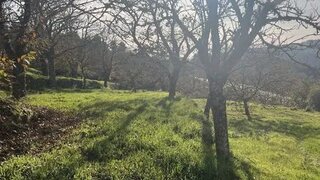 Terreno em Trancoso