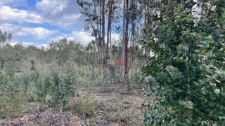 Terreno de 7720 m² em Santarém