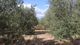 Land for sale in Fornos de Algodres, Portugal — €160,000
