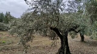 Land for sale in Tomar, Portugal — €11,500