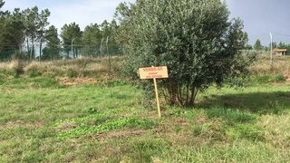 Land for sale in Tomar, Portugal — €50,000