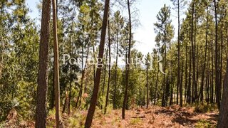 Land for sale in Proença-a-Nova, Portugal