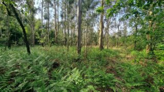 Land for sale in Abrantes, Portugal — €39,000