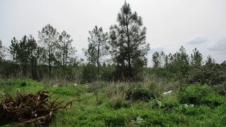 Terreno de 23 500 m² em Castelo Branco