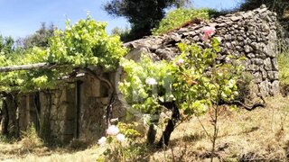 Terreno em Celorico da Beira