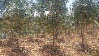Land for sale in Proença-a-Nova, Portugal — €16,500