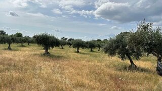 Land for sale in Idanha-a-Nova, Portugal — €15,000