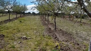 Terreno em Pinhel