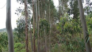 Terreno para venda em Abrantes, Portugal — 4500 €