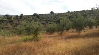 Land for sale in Penedono, Portugal — €5,000