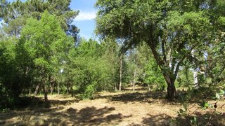 Land for sale in Sardoal, Portugal — €37,000