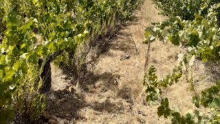 Land for sale in Torres Novas, Portugal — €50,000