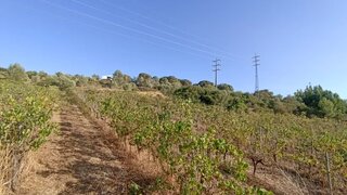 Terreno em Almeirim