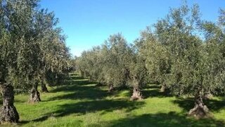Terreno em Figueira de Castelo Rodrigo
