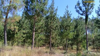 Terreno para venda em Sertã, Portugal — 350 000 €