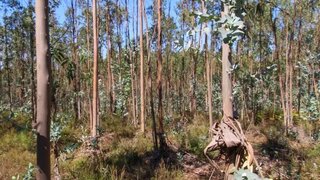 Terreno para venda em Mortágua, Portugal — 16 000 €