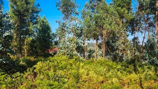 Land for sale in Mortágua, Portugal — €37,500