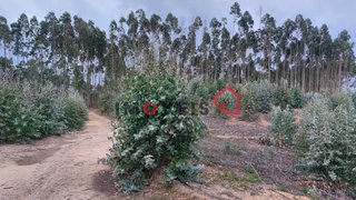 Land for sale in Ourém, Portugal — €57,500