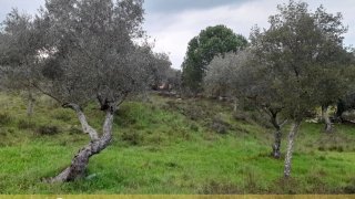Terreno em Castelo Branco · 2680 m² · 52 000 €