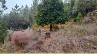 Terreno de 2680 m² em Castelo Branco