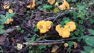 casafari-bild
