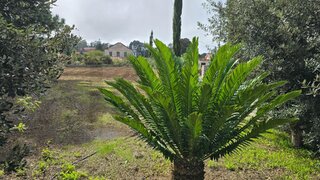 Land for sale in Calheta (Madeira), Portugal — €285,000