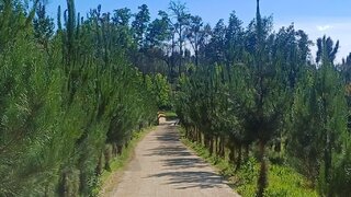 Land for sale in Carregal do Sal, Portugal — €82,000