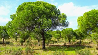 Land for sale in Grândola, Portugal — €1,070,000