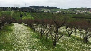 Land for sale in Torres Vedras, Portugal — €30,000