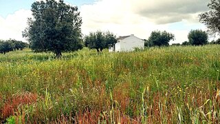 Land for sale in Reguengos de Monsaraz, Portugal — €150,000