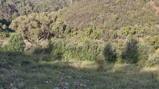 Land for sale in Monchique, Portugal