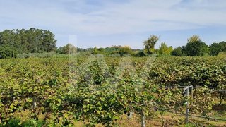 Land for sale in Cantanhede, Portugal — €110,000
