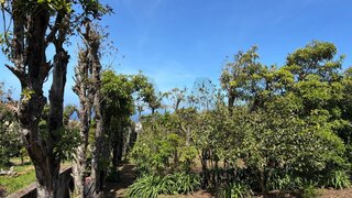 Land for sale in Ribeira Grande, Portugal — €120,000