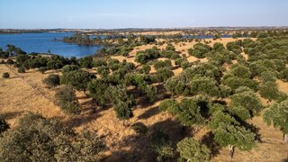 Terreno em Ourique · 153 000 m² · 355 000 €