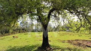 Land for sale in Santana, Portugal — €2,450,000