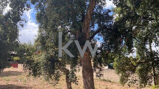 Terreno em Anadia · 1420 m² · 59 500 €