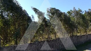 Land for sale in Anadia, Portugal — €170,000