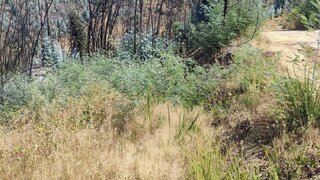 Land for sale in Arganil, Portugal — €50,000