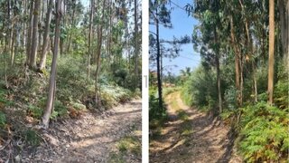 Terreno em Vale de Cambra